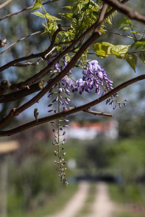 Willa Quinta Da Tapada De Sao Pedro Vimieiro  Zewnętrze zdjęcie