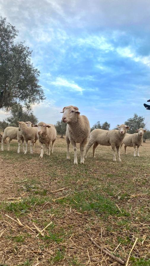 Willa Quinta Da Tapada De Sao Pedro Vimieiro  Zewnętrze zdjęcie