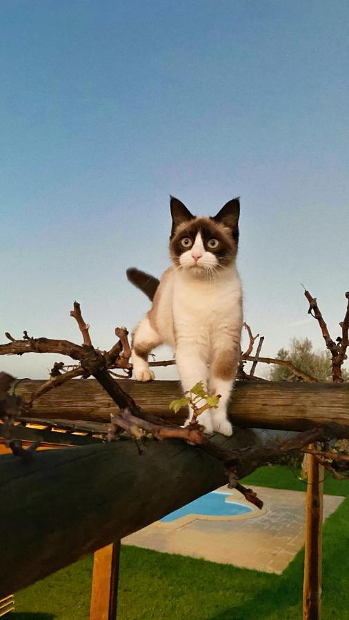 Willa Quinta Da Tapada De Sao Pedro Vimieiro  Zewnętrze zdjęcie