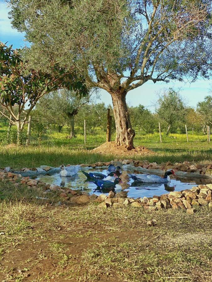 Willa Quinta Da Tapada De Sao Pedro Vimieiro  Zewnętrze zdjęcie